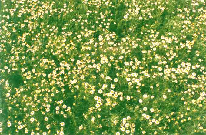 07 - Camomilas (Matricaria chamomilla)