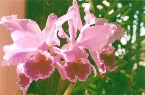 09 - Orquídeas Lélias