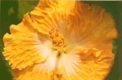10 - Hibisco (Hibiscus rosa-sinensis)