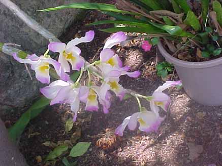 16 - Orquídea Dendrobium