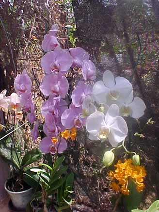 22 - Orquídea Phalaenopsis