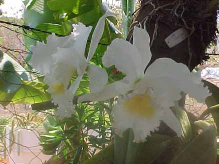 30 - Orquídea Cattleya