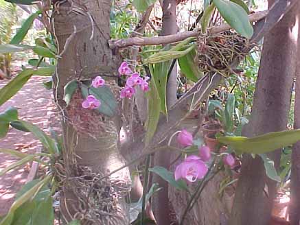 32 - Orquídeas Phalaenopsis