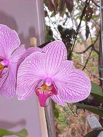 38 - Orquídea Phalaenopsis