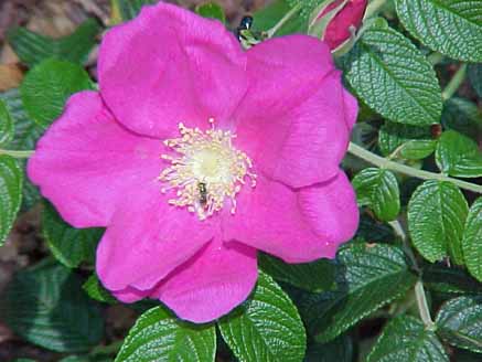 42 - Rosa Mosqueta (Rosa centifolia)