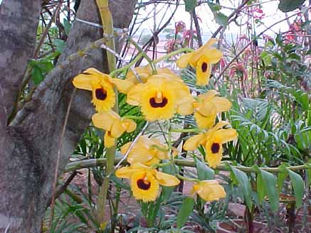44 - Orquídeas Dendrobium