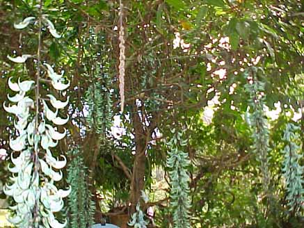 47 - Trepadeira Jade (Strongylodon macrobotrys Gray)