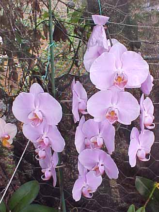 51 - Orquídeas Phalaenopsis