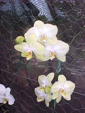 53 - Orquídeas Phalaenopsis