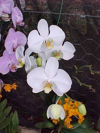 56 - Orquídeas Phalaenopsis