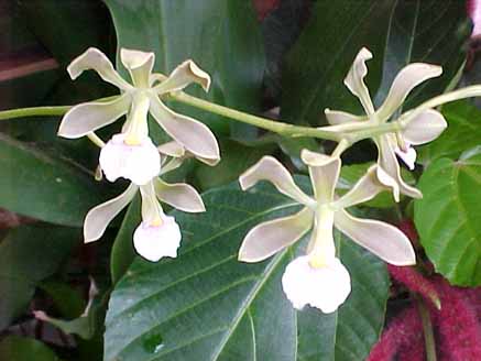 58 - Orquídeas Encyclium odorata