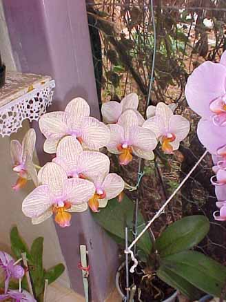 61 - Orquídeas Phalaenopsis