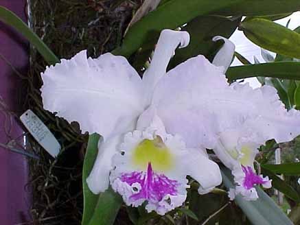 65 - Orquídea Cattleya alba