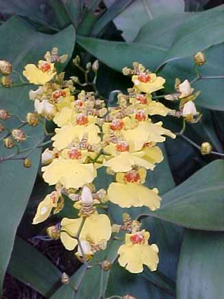67 - Orquídeas Oncidium Chuva de Ouro