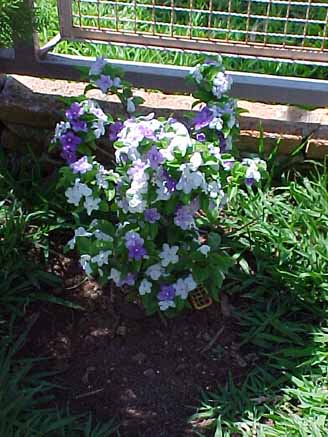 68 - Manacá (Brunfelsia uniflora)