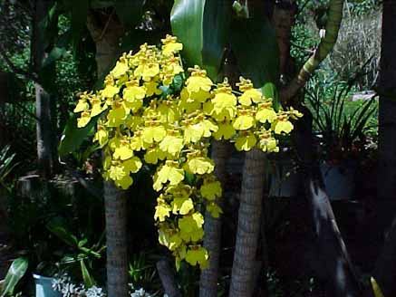69 - Orquídeas Oncidium Chuva de Ouro