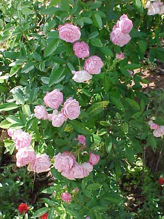 71 - Rosas miniatura (Rosa chinensis)
