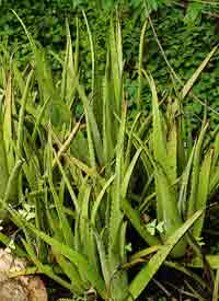 Aloe vera (babosa)