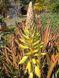 flores de Aloe vera (babosa)