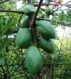 papaya (large breast) -- photo by Eduardo Loureiro