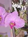 38 - Phalaenopsis Pousada Jardim do Eden