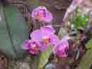 60 - Phalaenopsis Pousada Jardim do Eden