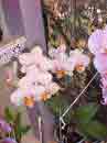 61 - Phalaenopsis Pousada Jardim do Eden