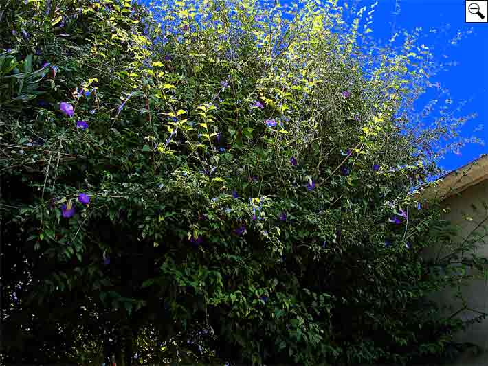 violeta-do-cabo